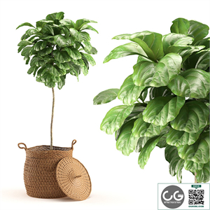 Plant 011 - Ficus Lyrata