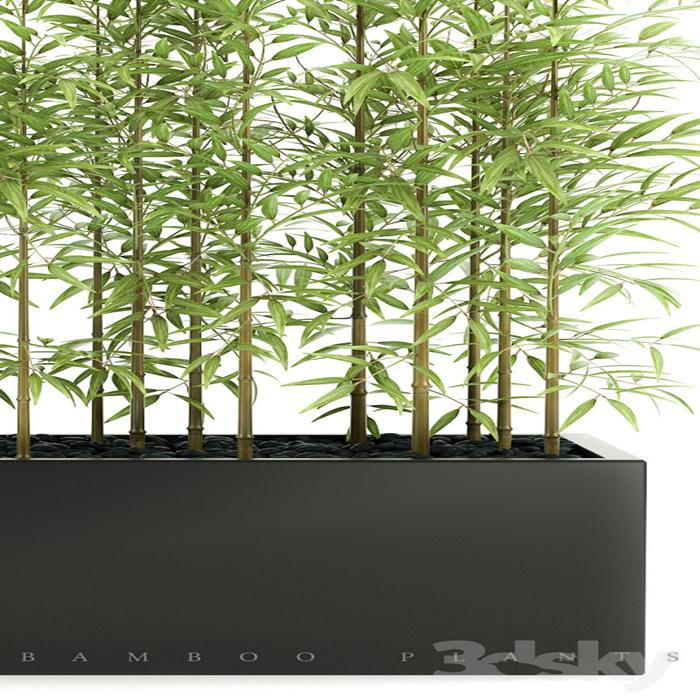 Bamboo Plants 49 1 Copy 3dmili 21 Download 3d Model Free 3d Models 3d Model Download 3dmili 21 Download 3d Model Free 3d Models 3d Model Download