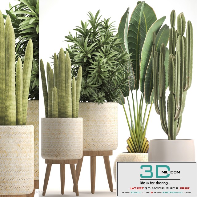 Collection of plants 320. White basket, dracaena, ravenala, banana, cereus, cactus, sansevieria, interior, indoor, Scandinavian style, strelitzia