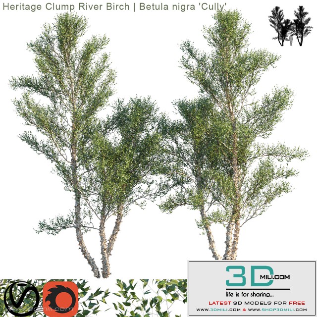 Heritage Clump River Birch | Betula nigra “Cully” # 3