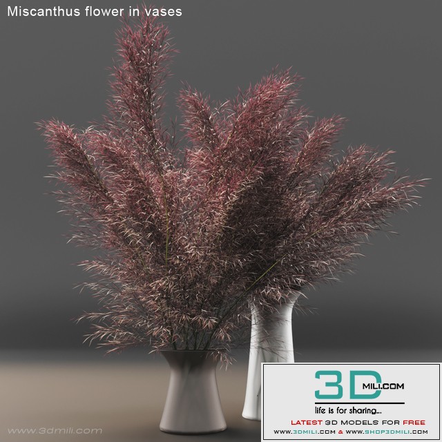 Miscanthus flower in vases