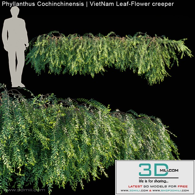 Phyllanthus Cochinchinensis | VietNam Leaf-Flower creeper