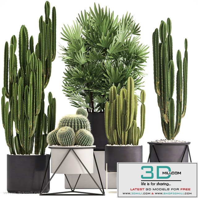Plant collection 307. Cacti, palm tree, pot, flowerpot, Rapis, Cereus, Barrel cactus, interior, stylish, ecotic, Raphis Palm