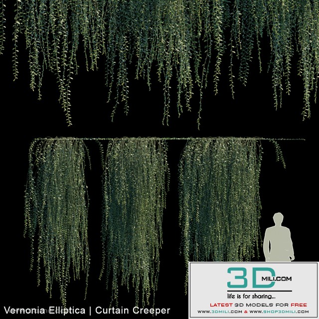 Vernonia Elliptica | Curtain Creeper V2