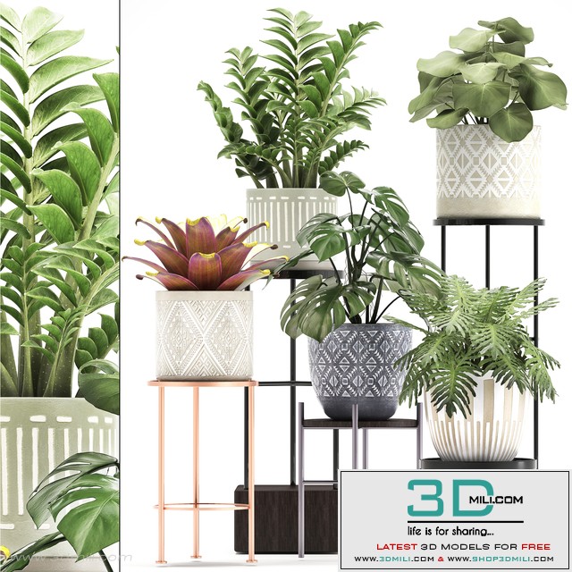 ollection of plants 333. Flower shelf, stand, Zamioculcas, monstera, Bromelia, Philodendron, houseplants, stand, Scandinavian style, flower