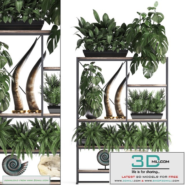 Decorative set modern wooden shelf with flowers in pots with monstera, fern, tusk, ammonite, statuette. 10