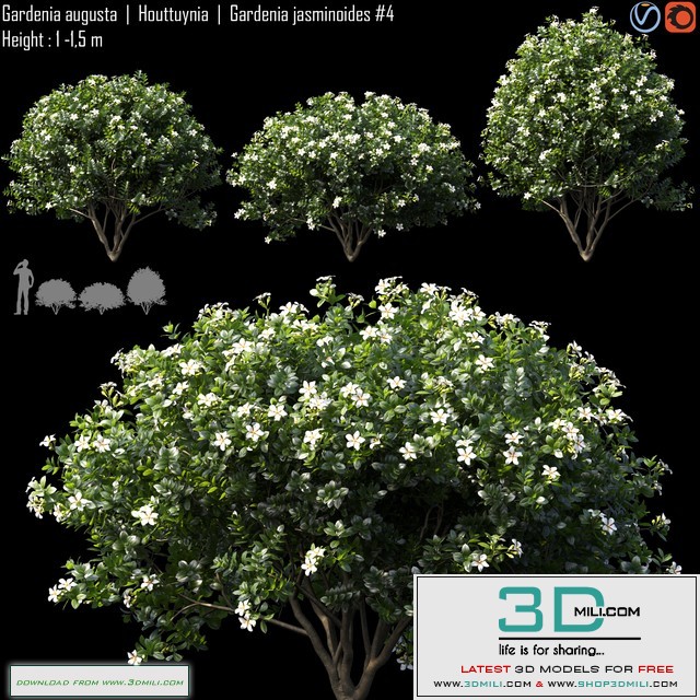 Gardenia augusta | Houttuynia | Gardenia jasminoides # 4