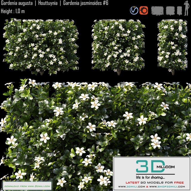 Gardenia augusta | Houttuynia | Gardenia jasminoides # 6