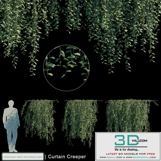 Vernonia Elliptica | Curtain creeper V1