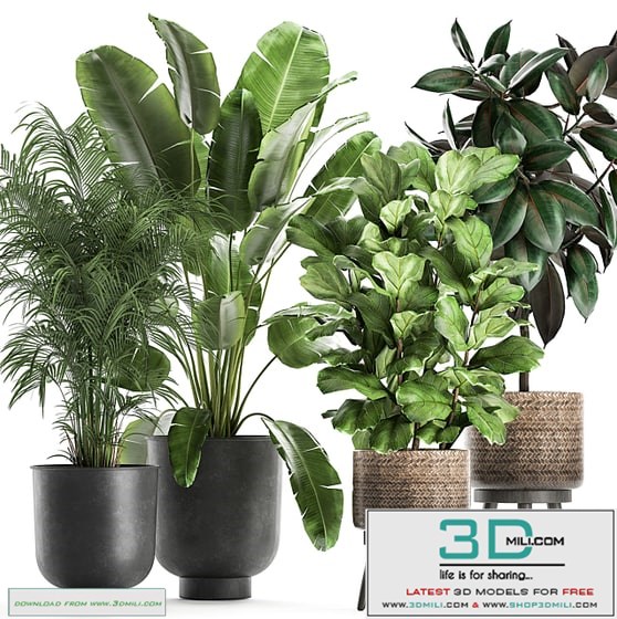 Collection of beautiful plants in black pots and baskets with palm hovea, Strelitzia, ficus, tree, Elastic, Abidjan. Set 860.
