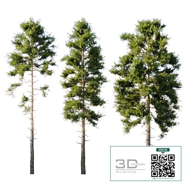 Pinus sylvestris 18m