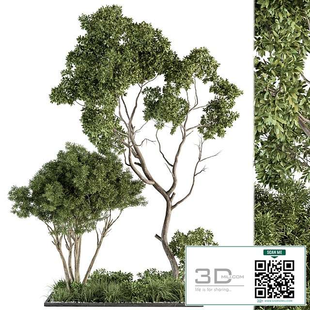 Garden Set Broadleaf Tree – Outdoor Plants Set 360