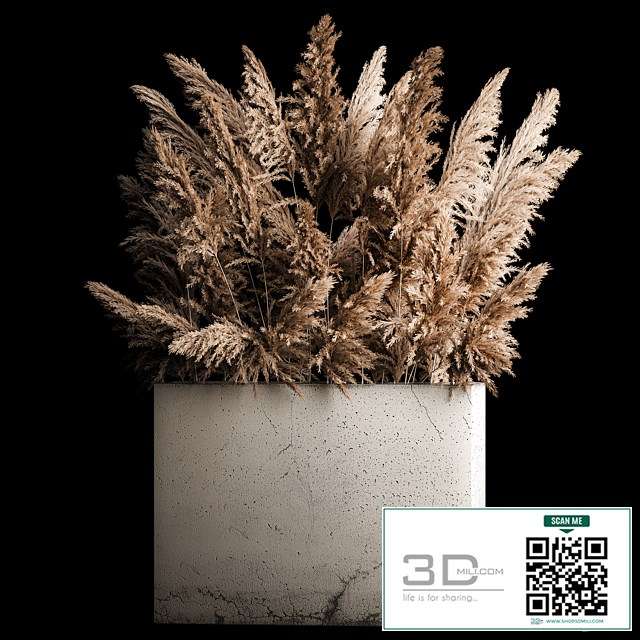 Dried flower bouquet of pampas from dry reeds in a concrete vase of pampas grass, Cortaderia. 268.