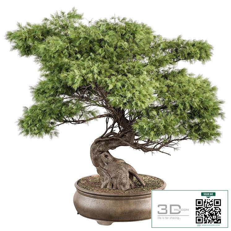 indoor Plant 491 – Bonsai Plant