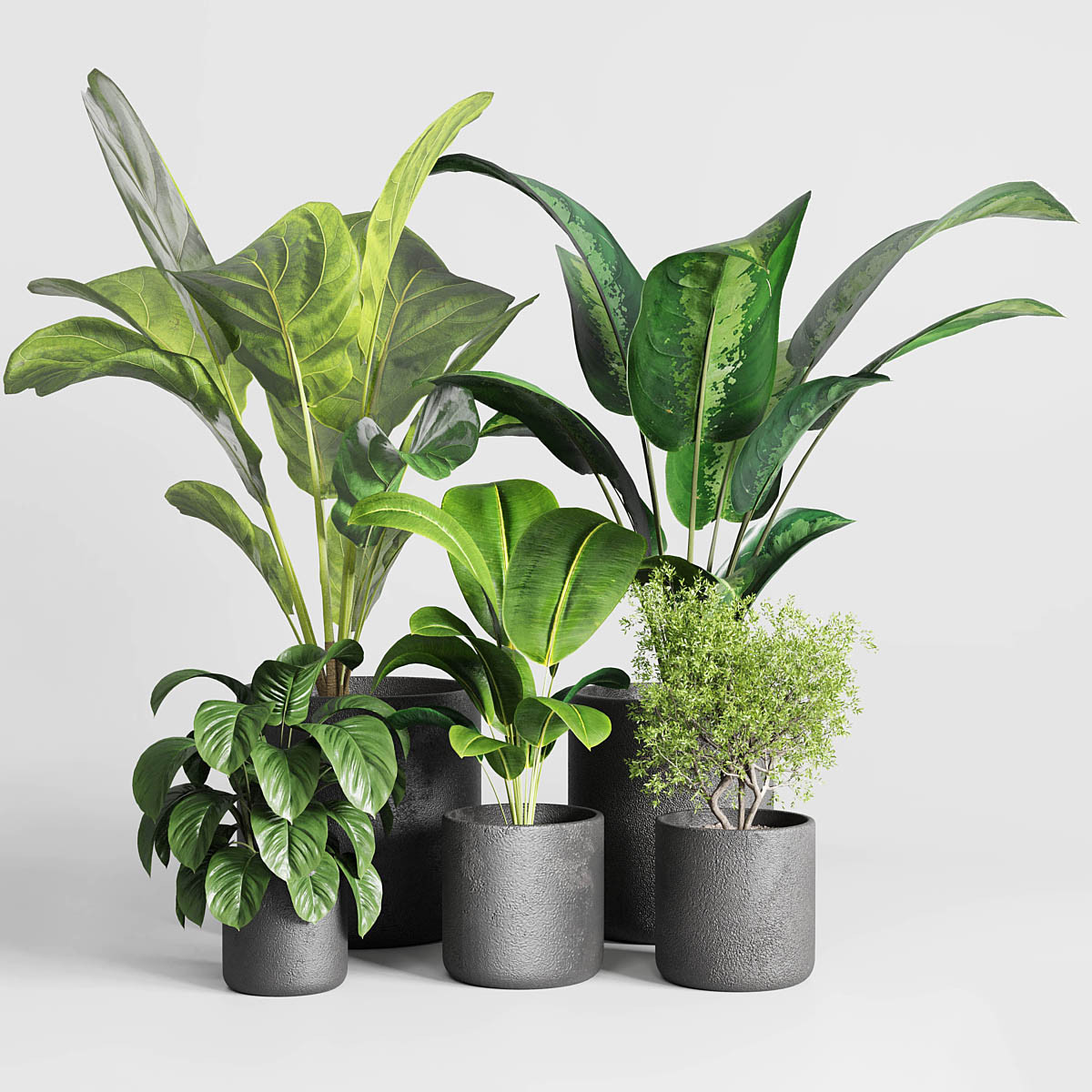 Collection indoor plant